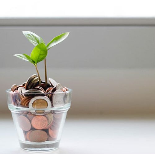 Plant growing in coins jar