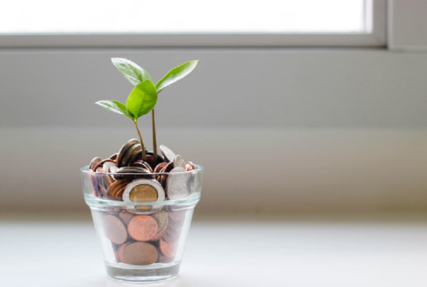 Plant growing in coins jar