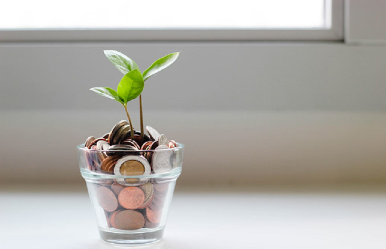 Plant growing in coins jar